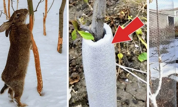 Winter invasion of rodents on fruit trees. Saving the garden - My, Gardening, Garden, Garden, Dacha, House, Rodents, Pests, Fruit trees, Winter, Harvest, Village