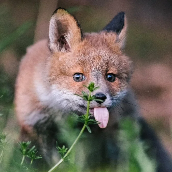 Baa-baa-baa, leather, but I don’t need them for work and school, how about you? - The photo, Fox, Animals, Language, In the animal world, Teasers