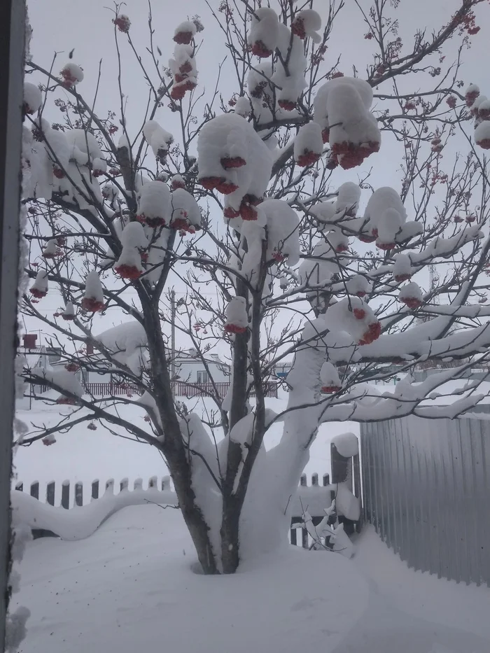 To mark - My, Mobile photography, Outside the window, Rowan, Conglomeration, Snow