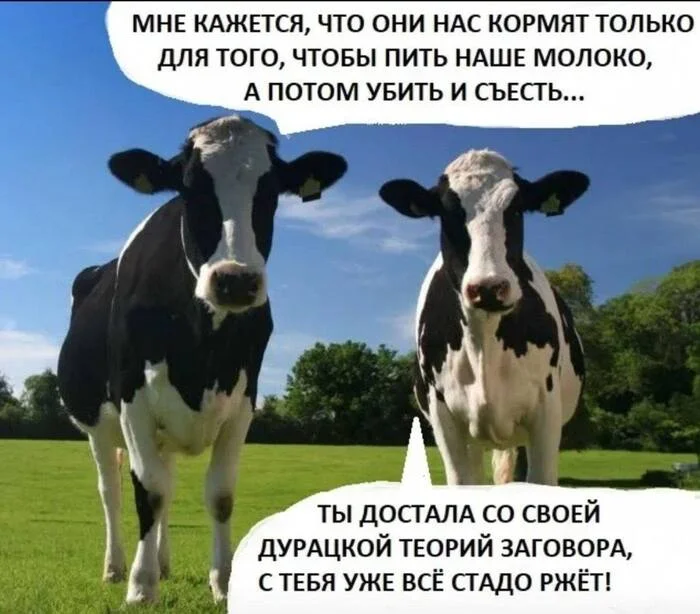 Conspiracy theory... - Picture with text, Humor, Теория заговора, Conspiracy, Cow