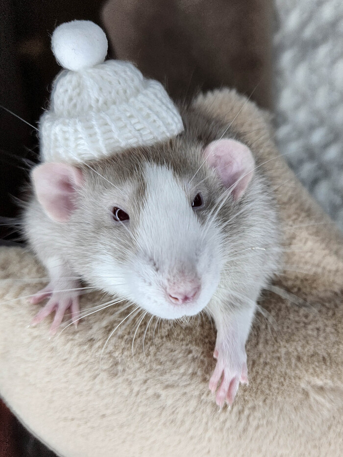 Крыс Честер. Возраст 4 месяца, вес 520 г.