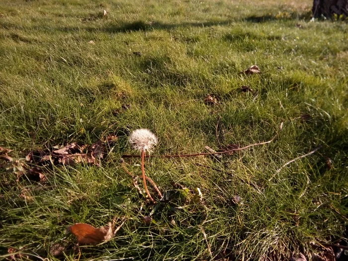 Winter does not give in - My, The photo, Mobile photography, Dandelion, Grass, Nature, Plants