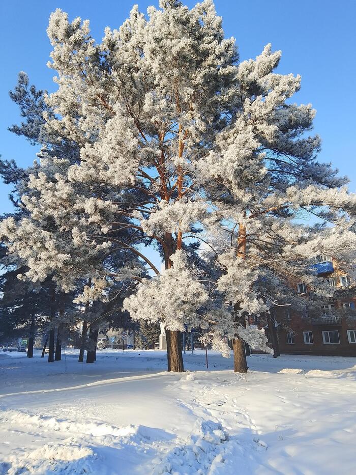 Frost and sun, a wonderful day - My, Mobile photography, Winter, Nature, Tree, Pine, Longpost