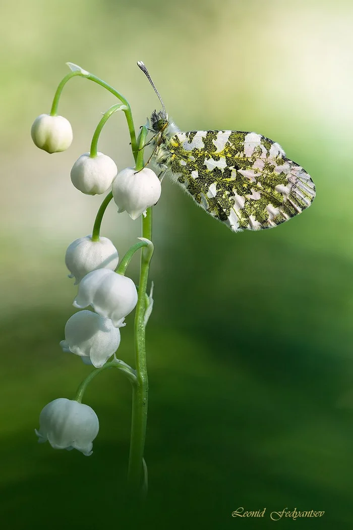 Beautiful - Butterfly, Zorka, Lilies of the valley, Arthropods, Insects, Wild animals, Macro photography, wildlife, beauty, The photo, Flowers, Plants