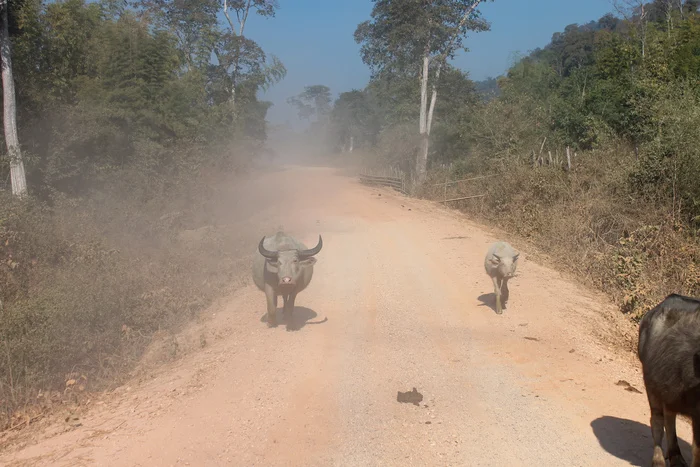 Unusual Birthday in Laos - My, Laos, Travels, Hitch-hiking, Birthday, Travelers, Village, Video, Vertical video, Longpost