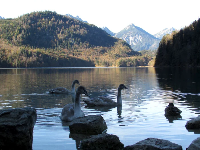 Neuschwanstein with your own eyes - My, sights, Travels, Neuschwanstein, Hohenschwangau Castle, Germany, Longpost