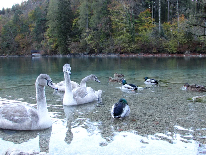Neuschwanstein with your own eyes - My, sights, Travels, Neuschwanstein, Hohenschwangau Castle, Germany, Longpost
