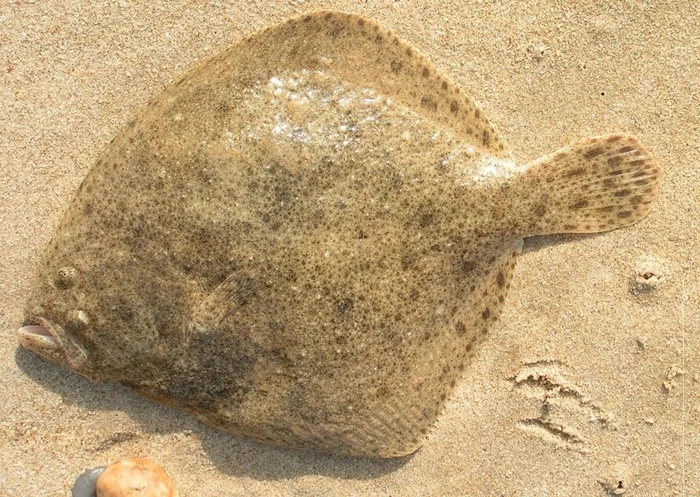 Black Sea turbot. Interesting facts - My, A fish, Crimea, Travels, Туристы, Vacation, Kalkan, Black Sea