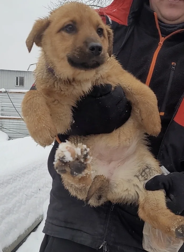 12 puppies die at a construction site - My, The rescue, Overexposure, Volunteering, Homeless animals, Longpost, Text, Video, Vertical video, Puppies, Dog, In good hands