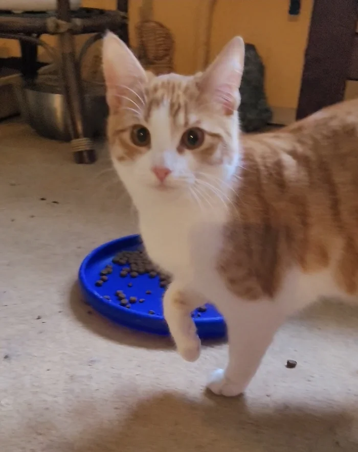 Two red-haired beautiful girls - My, The rescue, Overexposure, Volunteering, Homeless animals, Video, Longpost, Vertical video, cat, In good hands