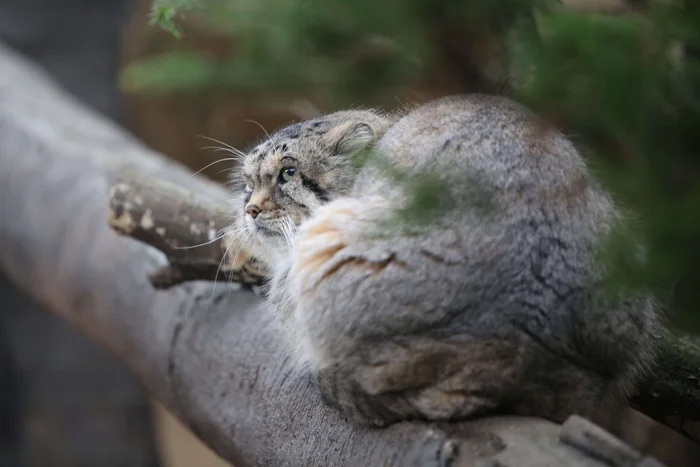 So who offended the sweet pie? - Wild animals, Zoo, Predatory animals, Cat family, Pallas' cat, Small cats