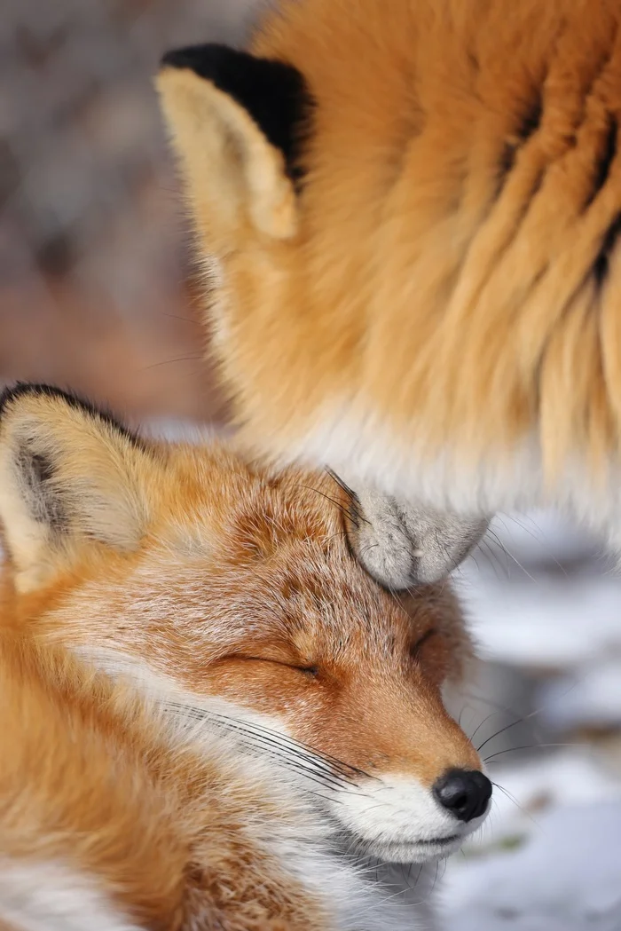 Tsmok - The photo, Fox, Animals, In the animal world, Tsmok