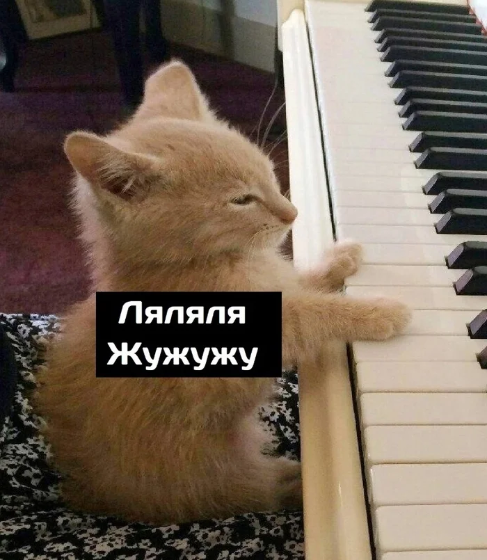 Just for fun (not my meme) - Fluffy, Cat lovers, Humor, cat, Kittens, Longpost, VKontakte (link), Picture with text