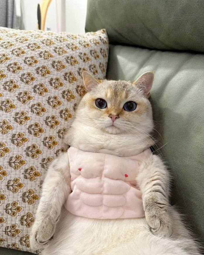 Me: Never again will I waste money on useless crap. Me on payday: *buys a muscle suit for the cat* - cat, Fluffy, Fat cats, Pet the cat, Humor, Costume, Funny animals