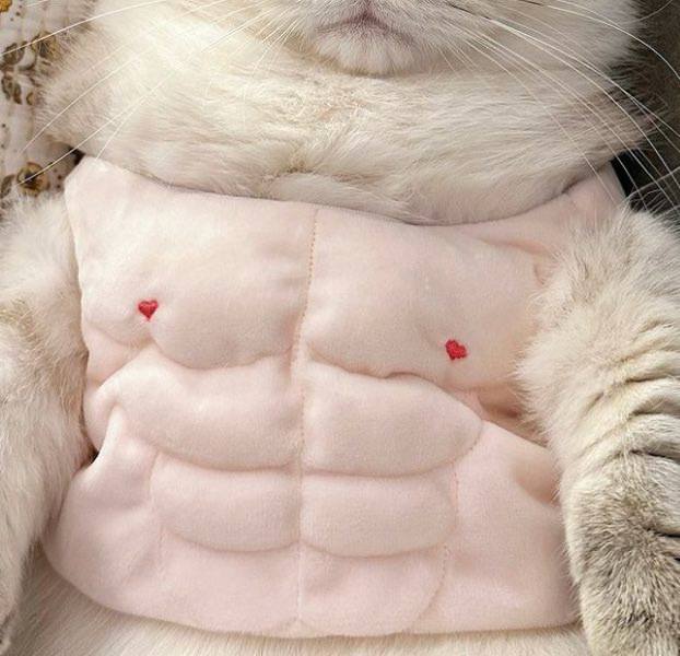 Me: Never again will I waste money on useless crap. Me on payday: *buys a muscle suit for the cat* - cat, Fluffy, Fat cats, Pet the cat, Humor, Costume, Funny animals