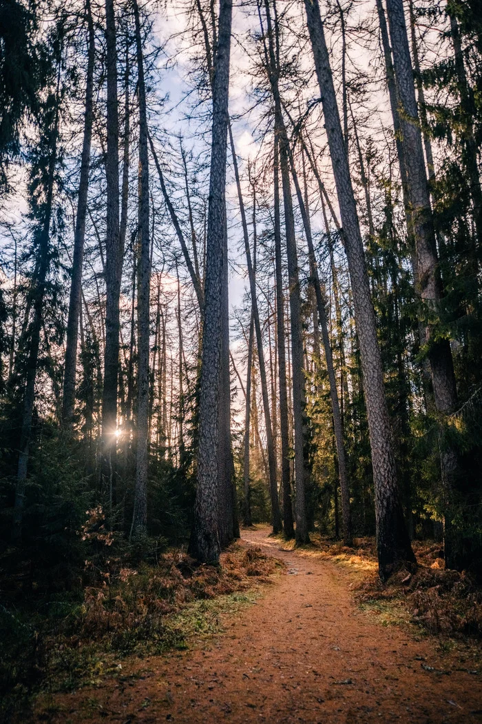 Lindulovskaya grove - My, The photo, Evening, Lindulovskaya grove, Leningrad region, Forest, Autumn, Nature, Landscape, Longpost