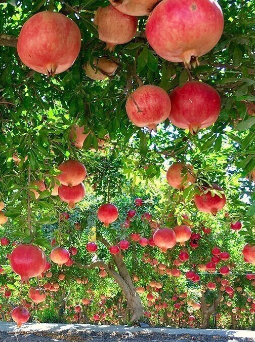 Pomegranate Garden - The photo, Nature, Garden, Garnet