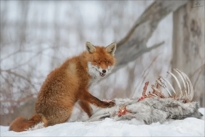 To the tooth - Fox, Wild animals, Predatory animals, Canines, The photo, Bait, Krasny Bor, Reserves and sanctuaries, Republic of Belarus