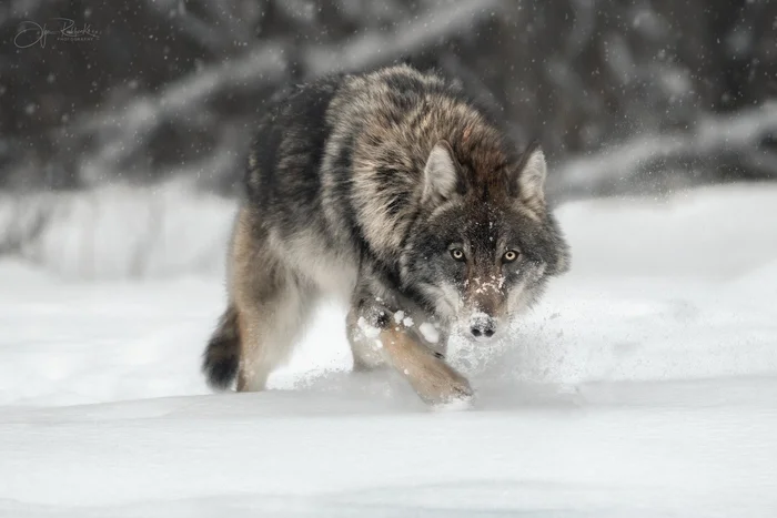 Grey - Wolf, Predatory animals, Canines, Wild animals, The photo, Republic of Belarus