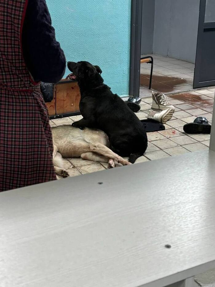 Dogs ran into school and bit a child (05.12.2024) - Osvv, School, Wild animals, Dog attack, Stray dogs, Петиция, Swarms, Children, Rave, Dog, Radical animal protection, Video, Longpost, Negative