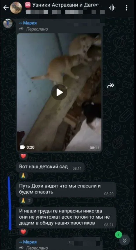 Post #12125149 - Stray dogs, Animal defenders, Radical animal protection, Homeless animals, Puppies, Negative, Video, Vertical video, Astrakhan, Longpost