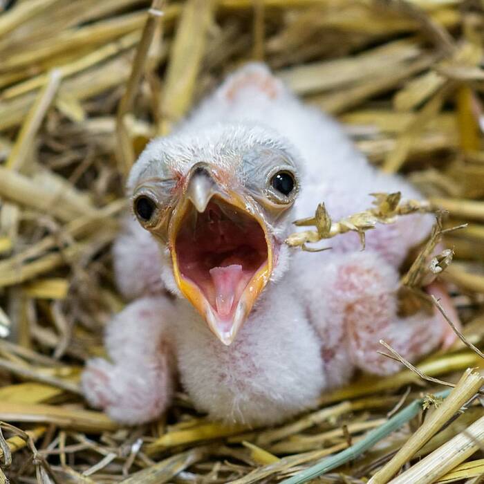 Новорождённый птенец птицы-секретаря