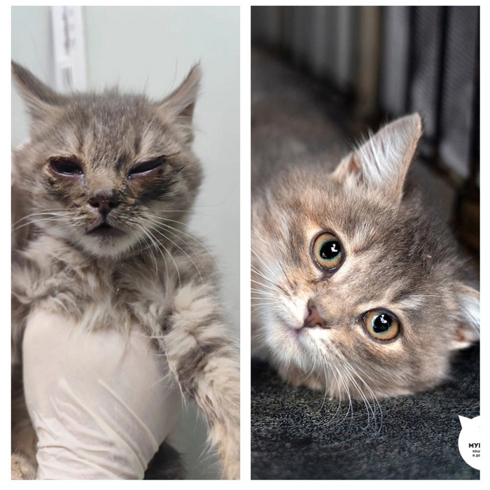 Наша выпускница Лойс, кошечка 3-ех месяцев, была найдена на даче вместе с братиком Слэем. Мы позаботились и вылечили малышку, после чего она преобразилась в пушистую ласковую мурлыку!