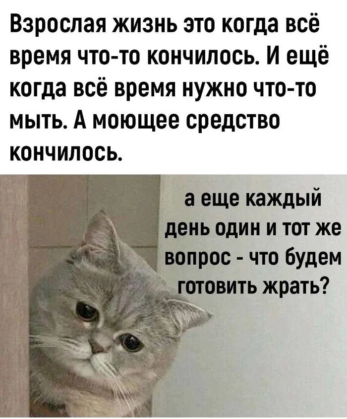 Post #12127015 - Picture with text, Humor, Memes, cat, Психолог, Psychology, Sad humor, Age, Expectation and reality, Dialog, Psychotherapy, Food, Vital, Family, Fatigue, Telegram (link)