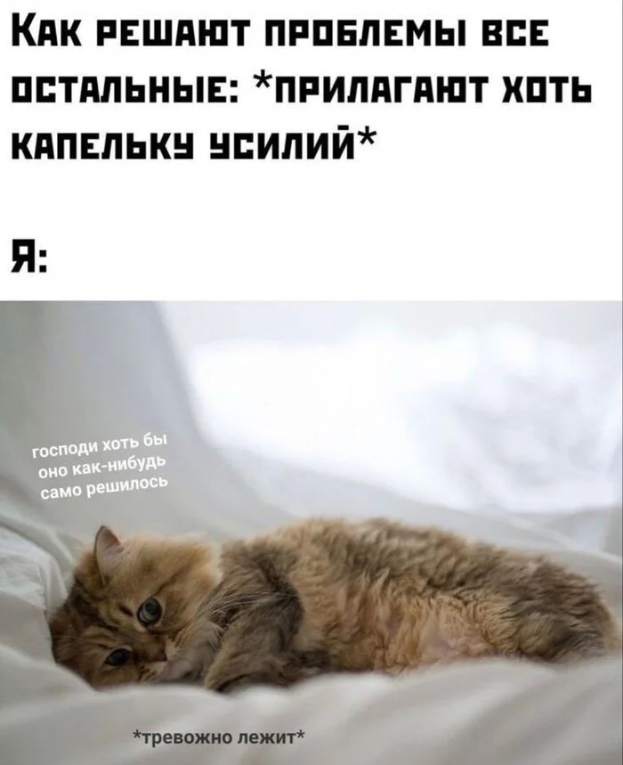 Post #12127478 - Picture with text, Humor, Memes, cat, Kittens, Sad humor, Anxiety, Anxiety, Problem, Expectation and reality, Vital, Laziness, Age, Sadness, Fatigue, Telegram (link)