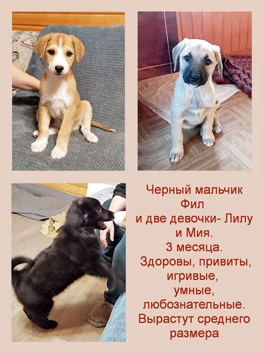 Post #12129745 - Overexposure, In good hands, Homeless animals, Puppies, Moscow, No rating, Is free, Longpost