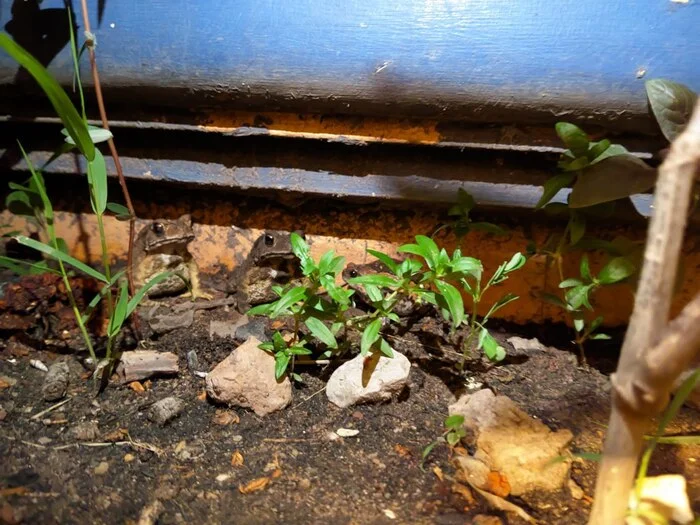 Toads and frogs - My, Toad, Frogs, Narrowmouth, Cambodia, It Is Wednesday My Dudes, Longpost