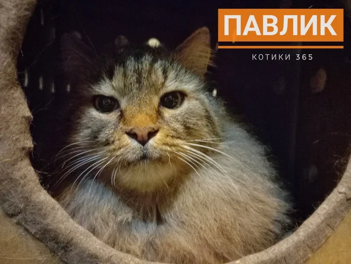 Pavlik 10.12.2024 - cat, Shelter, Homeless animals, Cat lovers, Pet the cat, Longpost