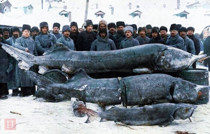 Beluga sturgeons caught in the Caspian Sea, Russian Empire, early 1900s - Crossposting, Pikabu publish bot, Empire, Telegram (link), Beluga