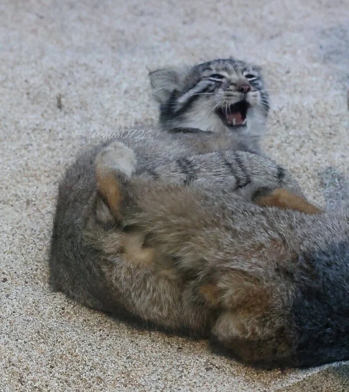 Well, I'm getting up, I'm getting up! Stop kicking! - Pallas' cat, Zoo, Predatory animals, Cat family, Wild animals, Small cats