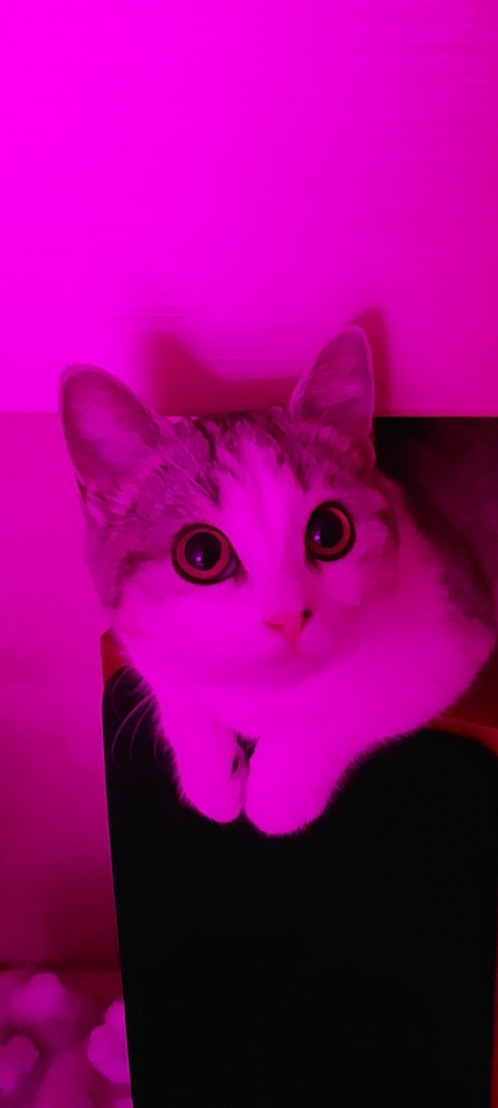 ��� ������� ��������