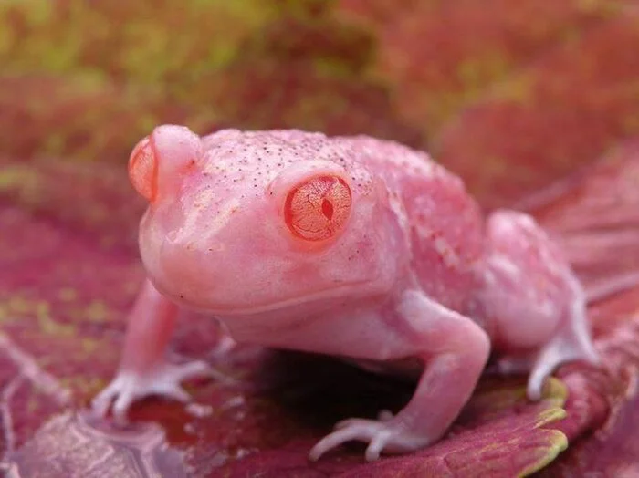 How did you sleep, my dudes? - Frogs, It Is Wednesday My Dudes, Wednesday, Toad