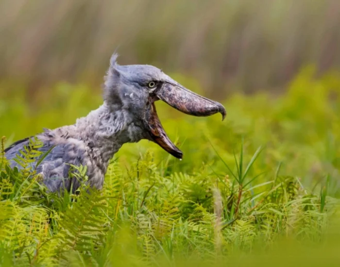 Meet the Shoebill: The Bird That Eats Baby Crocodiles - Wild animals, Birds, Predatory animals, Hunting, Africa, Nature, Environment, Uniqueness, Peculiarities, Beak, Vision, Hearing, Ability, Temperature regime, Habitat, Crocodiles, Protection of Nature, Text, Longpost