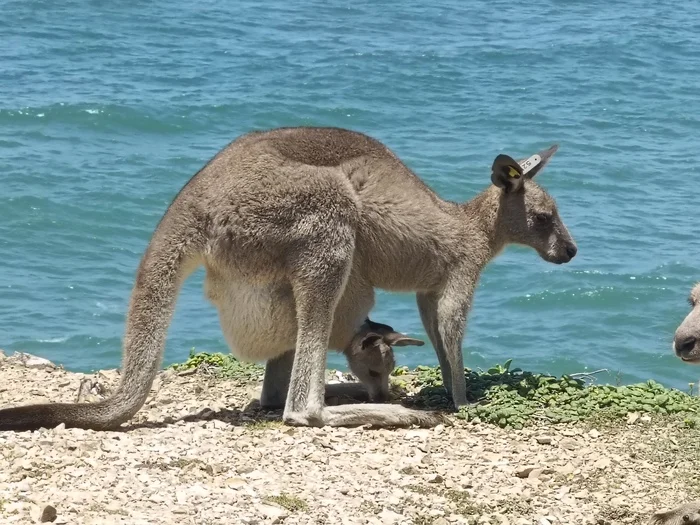 Kangaroo - My, Kangaroo, Australia, Wild animals, Video, Longpost