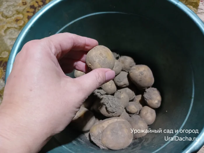 What will a poor potato harvest lead to? - My, Prices, Rise in prices, Garden, Gardening, Garden, Potato, Vegetable garden on the windowsill, Dacha, Harvest, Vegetables, House, Longpost