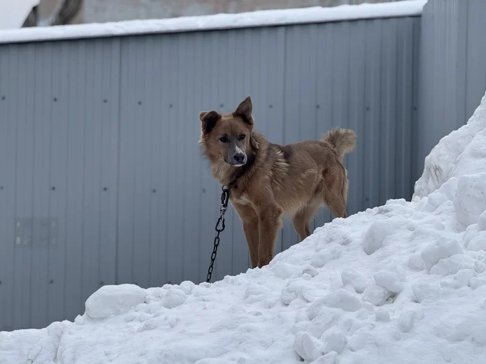 Just Kiryukha - My, Dog, Watchman, Booth, Thursday