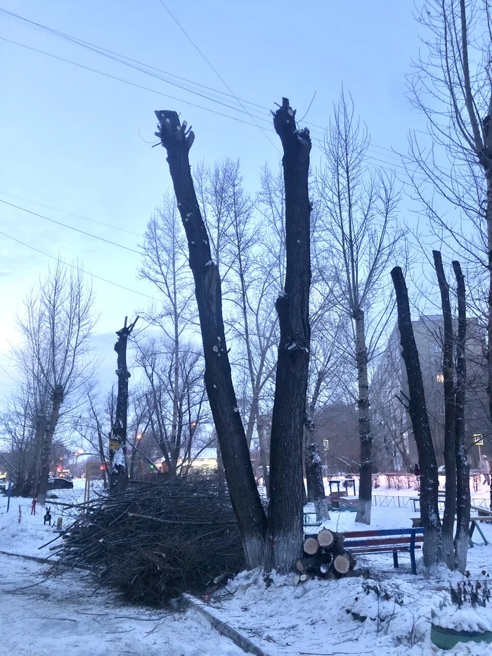 Destruction of trees in the city - Ecology, Housing and communal services, ZhKh-Art, A life, Pain, Utility services, Omsk, Longpost