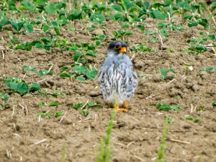 Kobchik. Mini falcon - Rare view, Дальний Восток, Adventures, Amur region, Travels, The nature of Russia, Nature, Birds