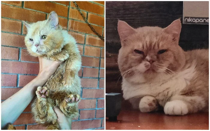 Munchkin Grandpa Mao from the recycling shed has had a successful operation. Now he can finally see normally! - My, cat, Tosno, Animal Rescue, Unscrupulous breeder, Munchkin, Video, Vertical video, Longpost