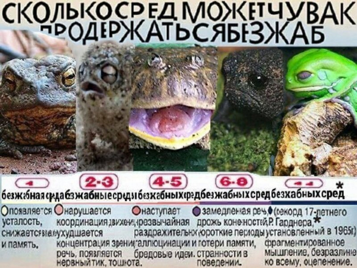 Не оставляйте чуваков без жаб