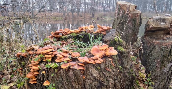 Mushroom Kingdom - My, Mobile photography, Mushrooms, Autumn, Pond