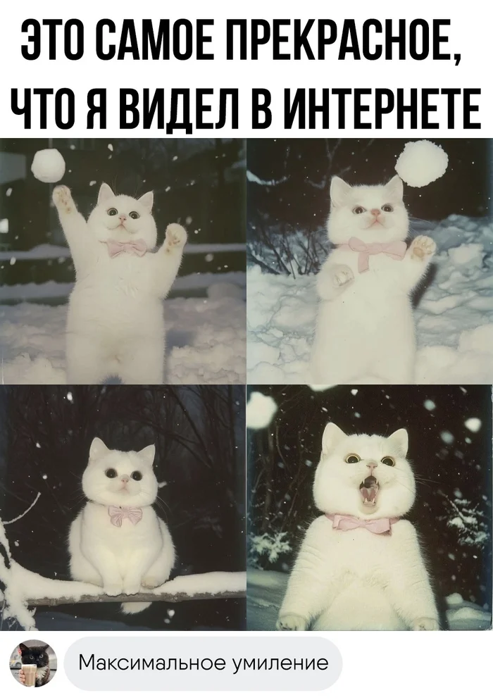 Very catchy photo - ADME, cat, Winter, Pet the cat, Picture with text