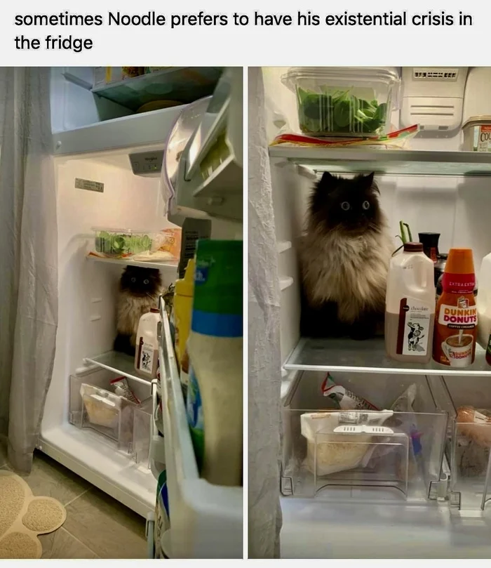 Sometimes Noodle prefers to spend his existential crisis in the fridge. - cat, Refrigerator