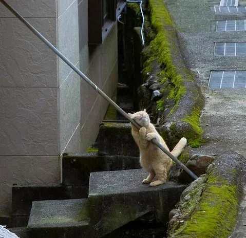 A cat hugging a pole - cat, Pole, Steps, Stairs