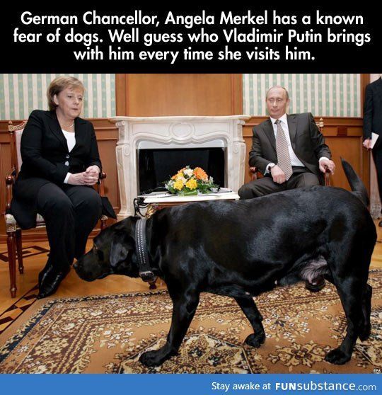 Merkel and Putin's fear of dog: a new version - My, Politics, Angela Merkel, Vladimir Putin, Memoirs, Dog, Horses, Proof, Exaggeration, Fear, Labrador, Negotiation, Memories