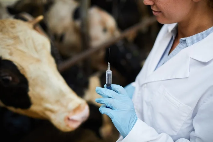 Are antibiotics and hormones in meat and milk dangerous? - My, Cmt, The science, Meat, Antibiotics, Research, Longpost